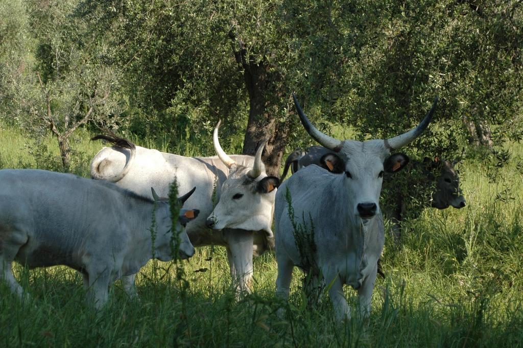 Agriturismo Bio Le Macchie Alte Manciano Bagian luar foto