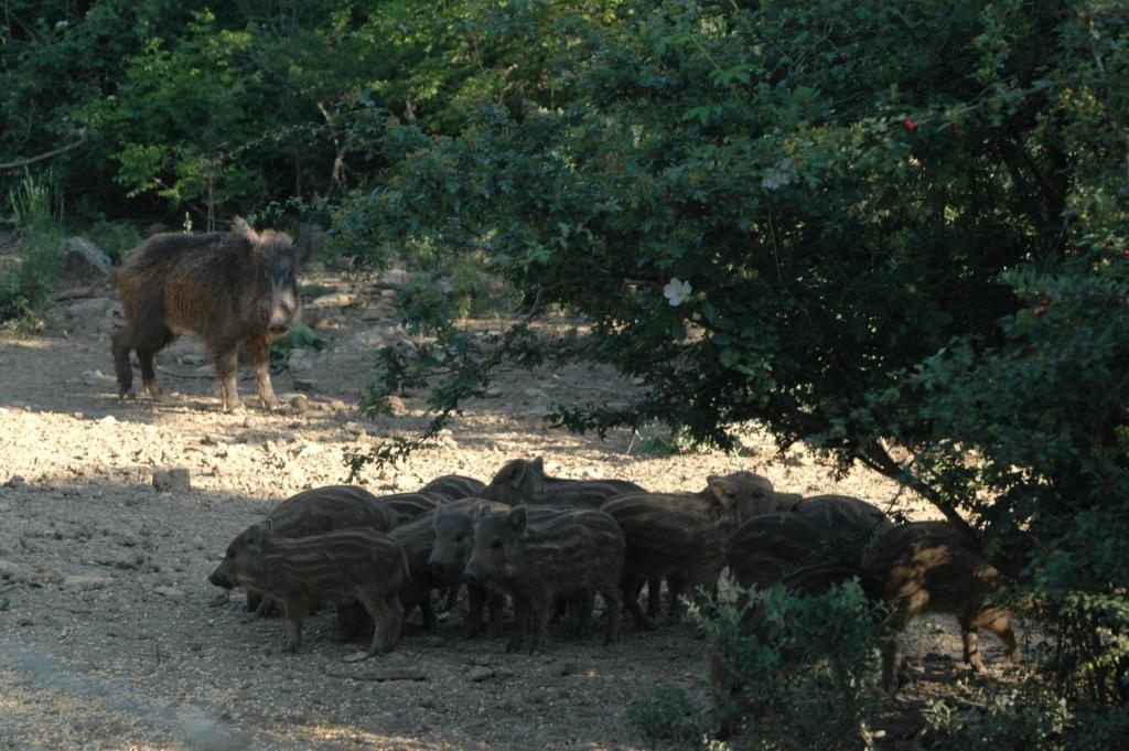Agriturismo Bio Le Macchie Alte Manciano Bagian luar foto